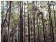 1365 Tantawangalo Mt Road, Tantawangalo NSW 2550