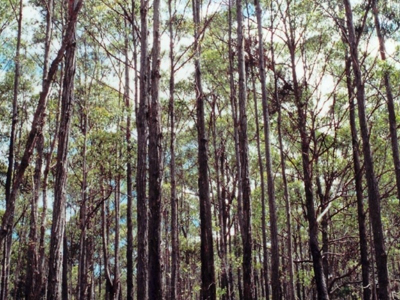 1365 Tantawangalo Mt Road, Tantawangalo NSW 2550