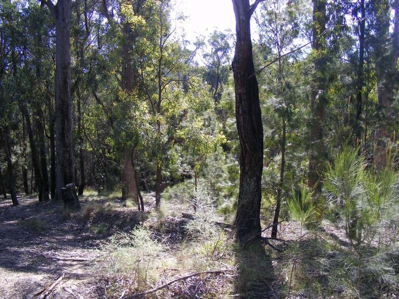 Lot 180 Reedy Swamp Road, Tarraganda NSW 2550