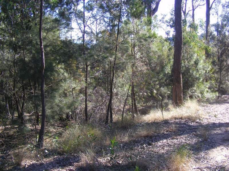 Lot 180 Reedy Swamp Road, Tarraganda NSW 2550