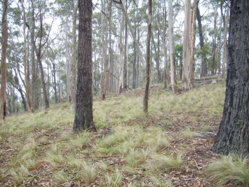 220 Moreings Road, Candelo NSW 2550