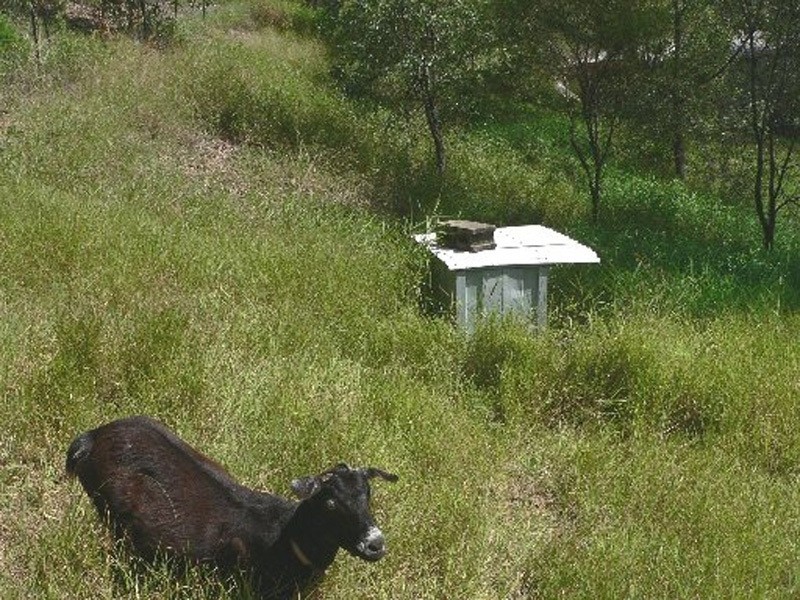 42 Pademelon Pass, Nerang QLD 4211