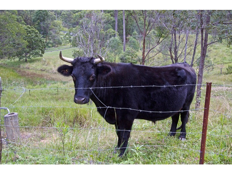 17 Parkway Drive, Advancetown QLD 4211