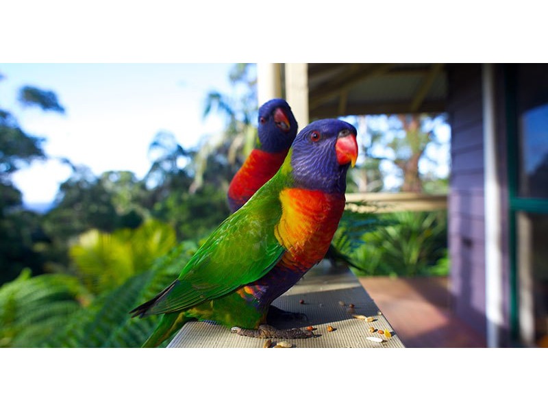 14 Hellfire Pass, Lower Beechmont QLD 4211