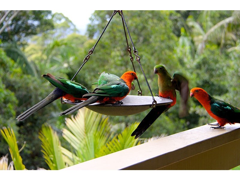 14 Hellfire Pass, Lower Beechmont QLD 4211