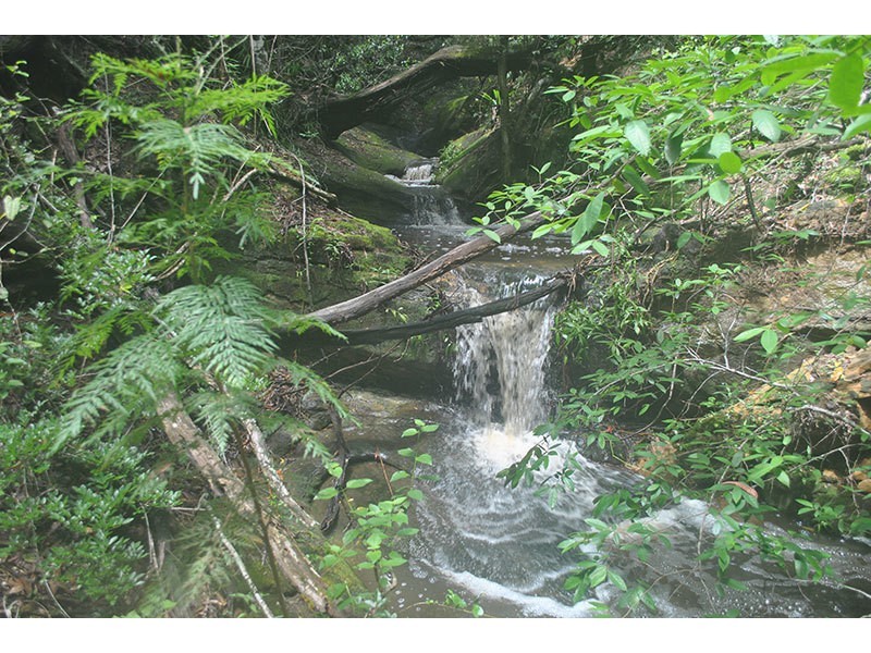 Lot 48, 131 Upper Coomera Road, Witheren QLD 4275