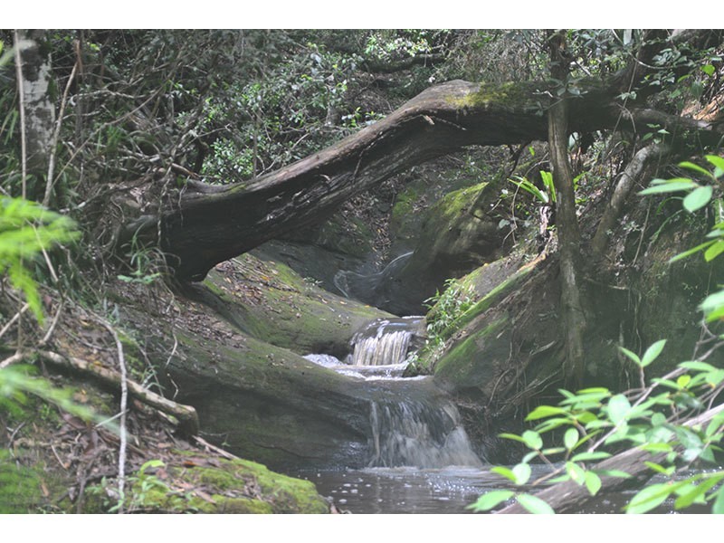 Lot 48, 131 Upper Coomera Road, Witheren QLD 4275