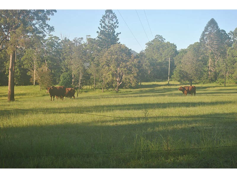 Lot 48, 131 Upper Coomera Road, Witheren QLD 4275