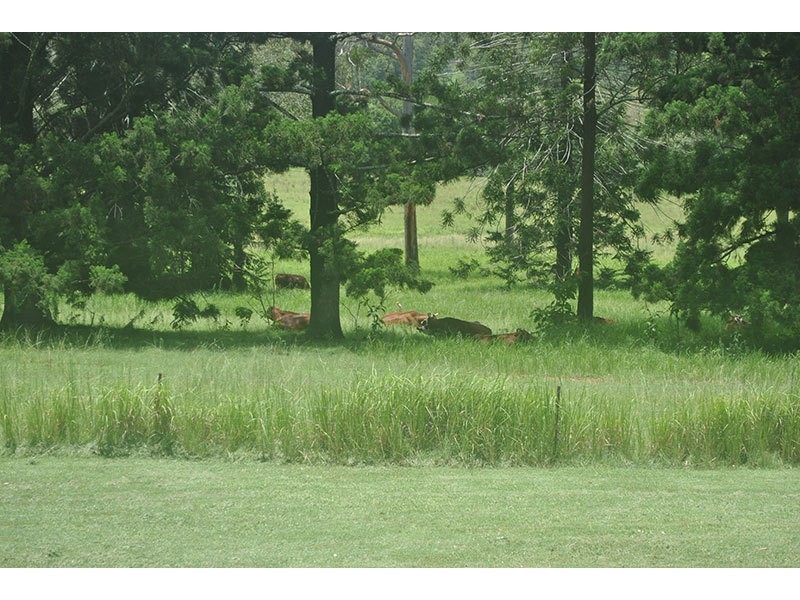 Lot 48, 131 Upper Coomera Road, Witheren QLD 4275