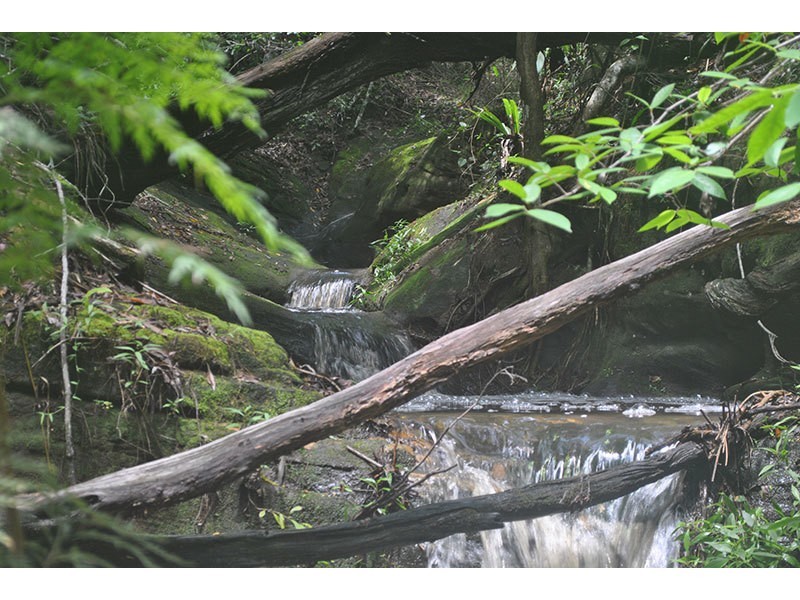 Lot 48, 131 Upper Coomera Road, Witheren QLD 4275