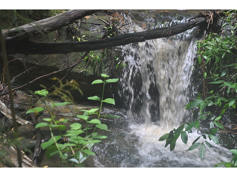 Lot 48, 131 Upper Coomera Road, Witheren QLD 4275