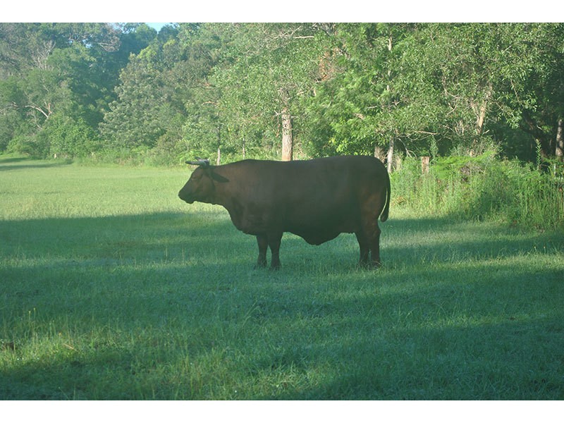 Lot 48, 131 Upper Coomera Road, Witheren QLD 4275