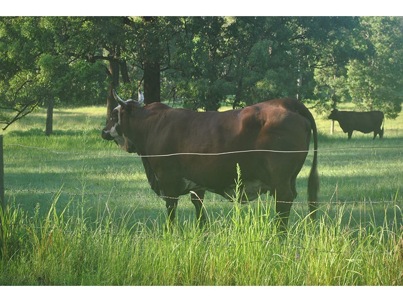 Lot 48, 131 Upper Coomera Road, Witheren QLD 4275