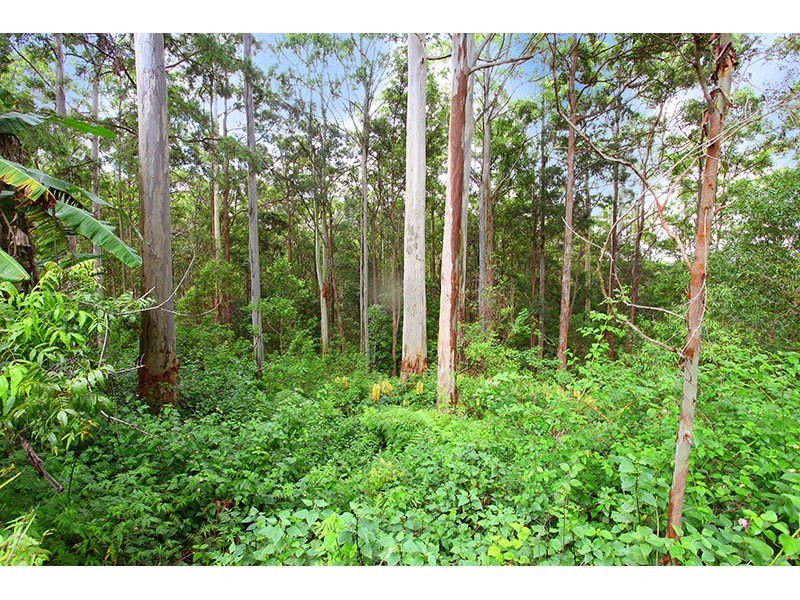 168 North Road, Lower Beechmont QLD 4211