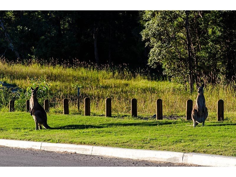 Hidden Woods/181 Nerang Murwillumbah Road, Advancetown QLD 4211