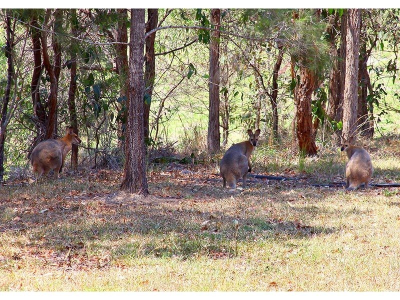 226 Guanaba Creek Road, Guanaba QLD 4210