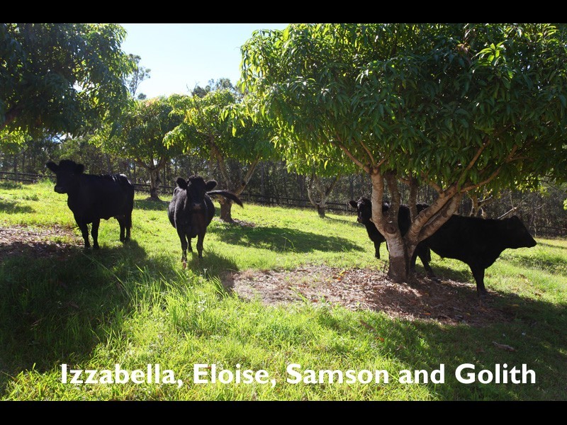 259 Guanaba Creek Road, Guanaba QLD 4210