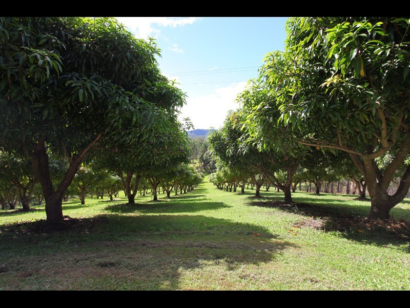 259 Guanaba Creek Road, Guanaba QLD 4210