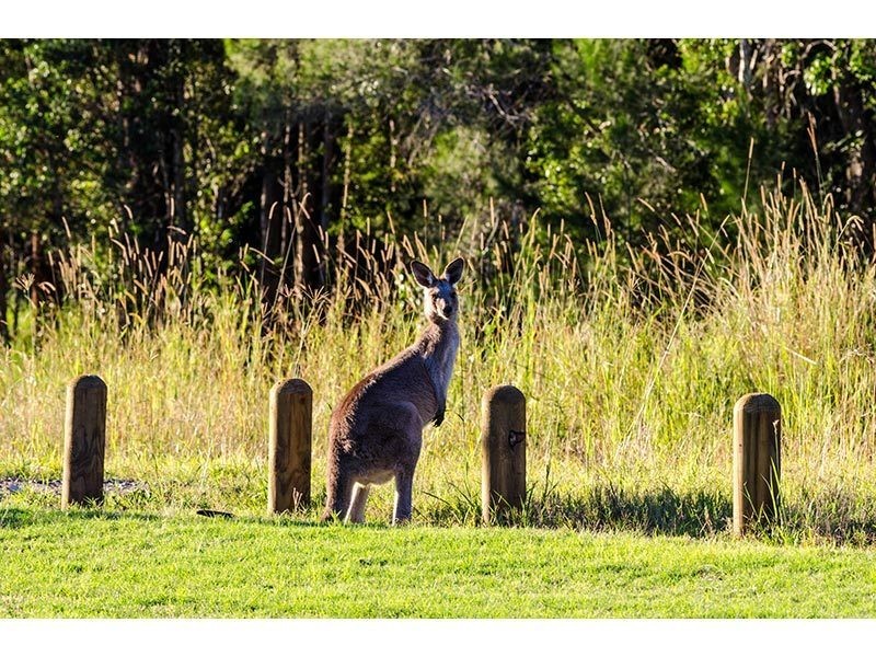 Lot 40/Hidden Woods Estate Nerang Murwillumbah Road, Advancetown QLD 4211
