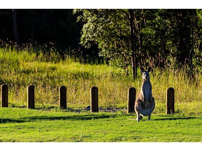 Lot 47/Hidden Woods Estate Nerang Murwillumbah Road, Advancetown QLD 4211