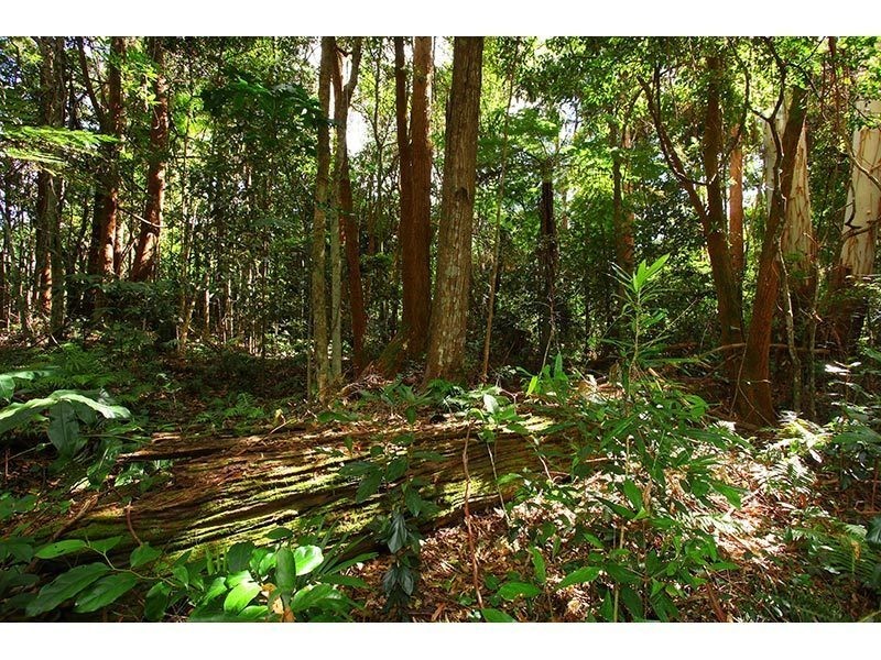 2196 Springbrook Road, Springbrook QLD 4213