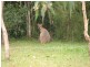 3 Limerick Drive, Witheren QLD 4275