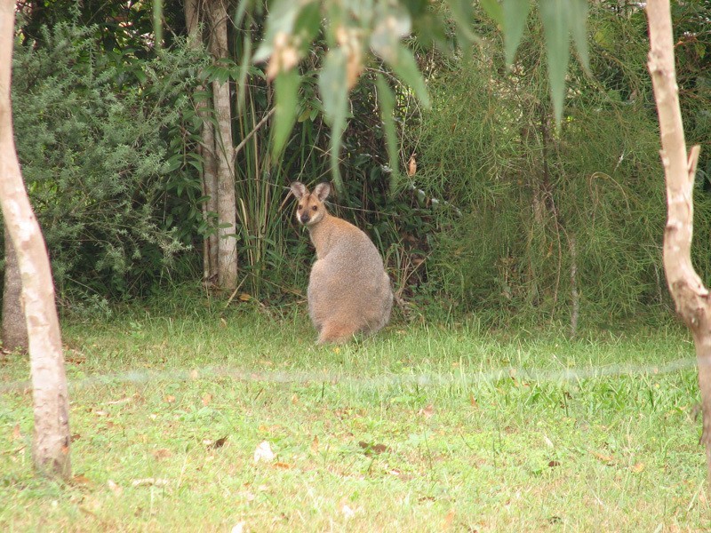 3 Limerick Drive, Witheren QLD 4275