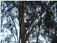 3 Limerick Drive, Witheren QLD 4275