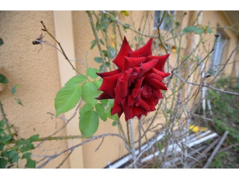 13 Captain St, Holland Park West QLD 4121