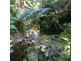 LOT 1 SANTACATTERINA ROAD, Mossman QLD 4873