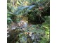 LOT 1 SANTACATTERINA ROAD, Mossman QLD 4873