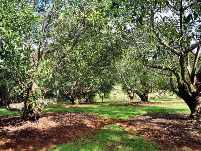 Lot 1 Burgess Avenue, Maleny QLD 4552