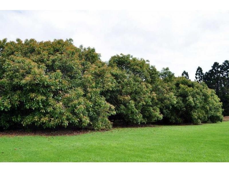 Lot 2 Burgess Avenue, Maleny QLD 4552