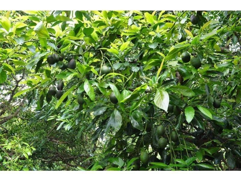 Lot 2 Burgess Avenue, Maleny QLD 4552