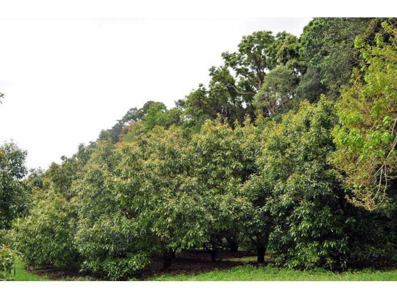 Lot 2 Burgess Avenue, Maleny QLD 4552