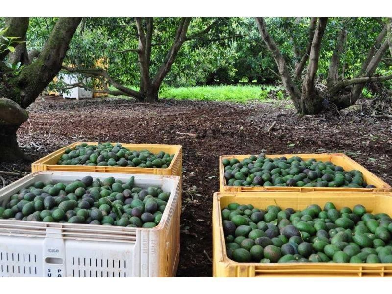 Lot 2 Burgess Avenue, Maleny QLD 4552