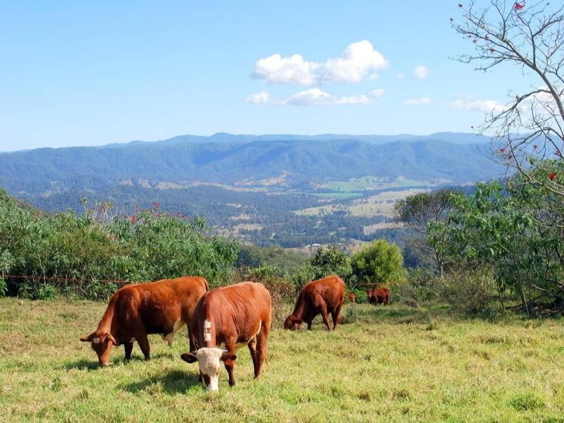 1399 Stanley River Road, Maleny QLD 4552