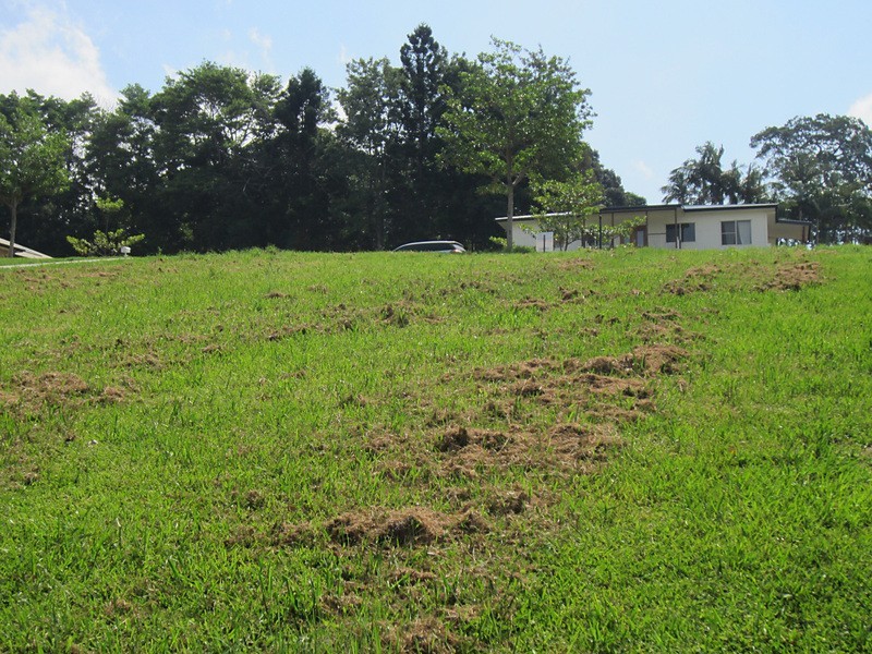 8 Ribbonwood Avenue, Maleny QLD 4552