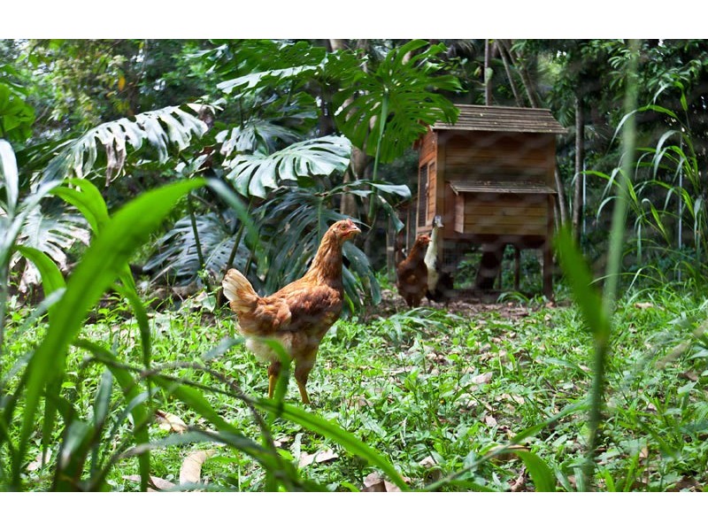 1 Banksia Place, Mullumbimby NSW 2482