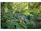 Wilsons Creek NSW 2482