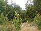 Brookland Avenue, Acacia Hills TAS 7306