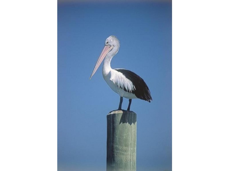 Scarborough QLD 4020