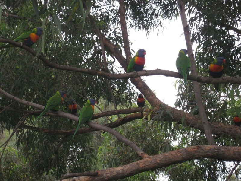 8/57-59 Lane St, Wentworthville NSW 2145