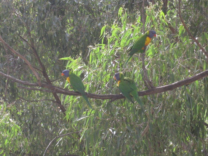 8/57-59 Lane St, Wentworthville NSW 2145