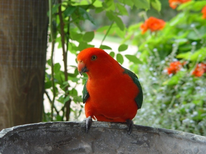 Bellawongarah NSW 2535