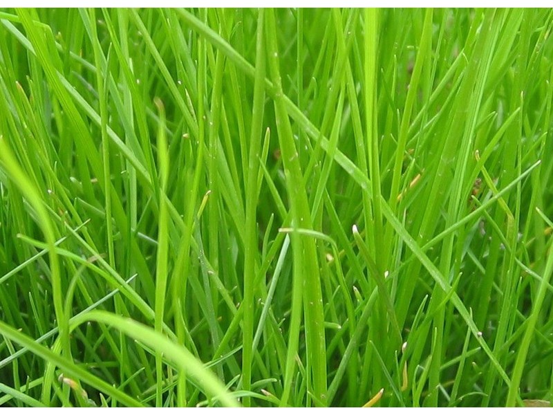 Lot 113 Henrietta Avenue, Mernda VIC 3754