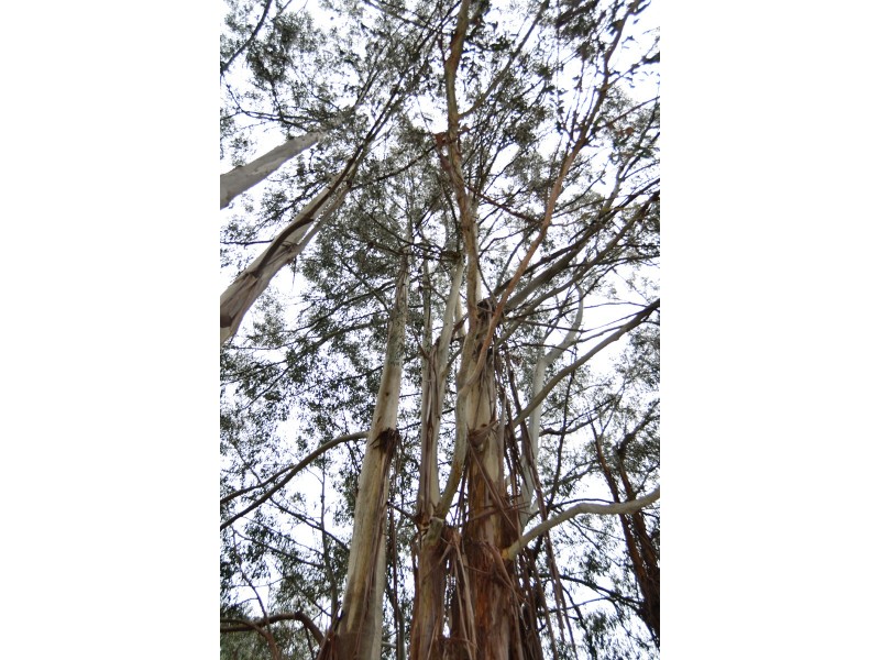 3008 Broadford – Flowerdale Road, Flowerdale VIC 3717