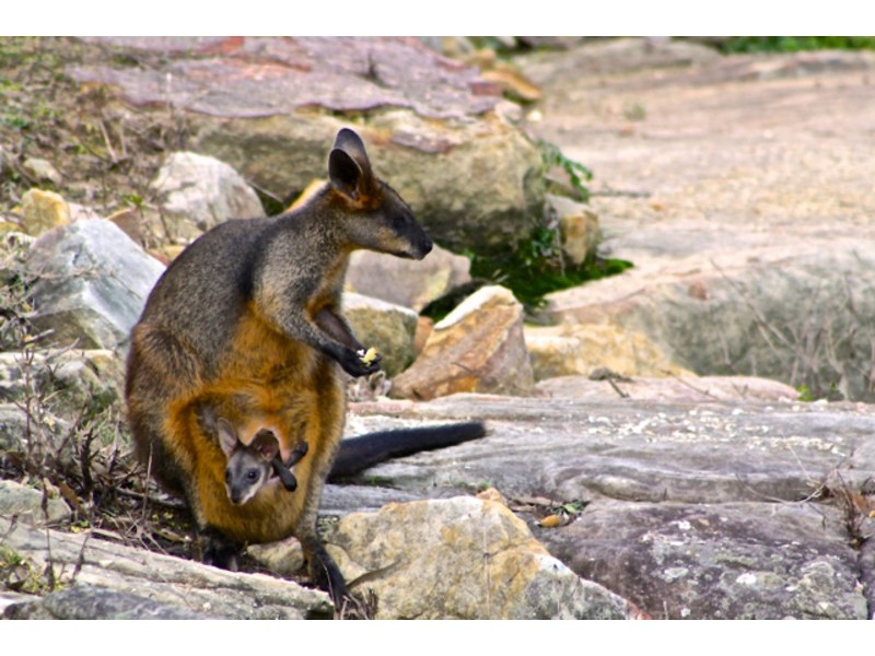 27 The Palisade, Umina Beach NSW 2257