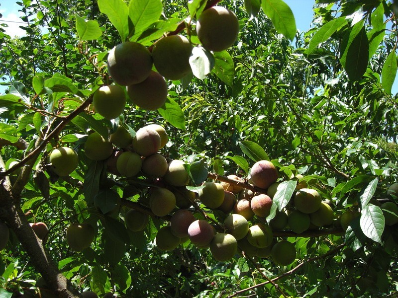 225 Ringwood Road, Exeter NSW 2579