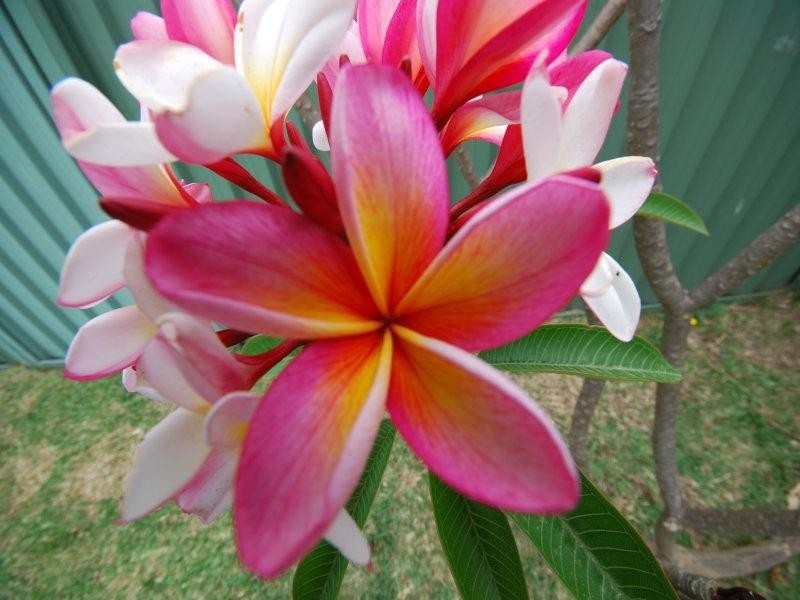 285 Roberts, Greenacre NSW 2190